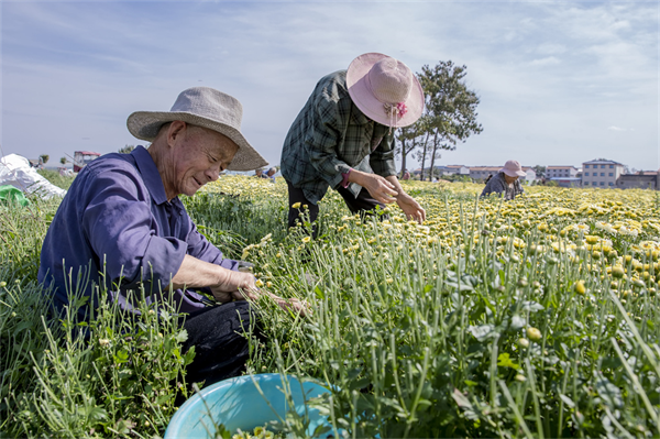 图说丨河南睢县：寒露时节采菊忙